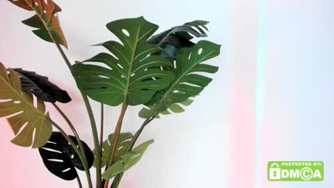 ashllovee online show from November 23, 3:42 am