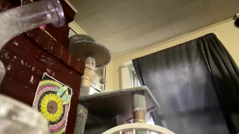 dabqueen_1994 online show from April 9, 11:59 am