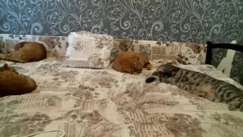 DennisXCarol online show from February 25, 1:53 pm