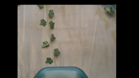 linda online show from November 1, 10:14 pm