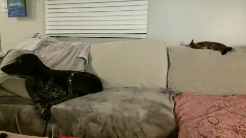 GoddessMayvn online show from January 30, 12:06 pm