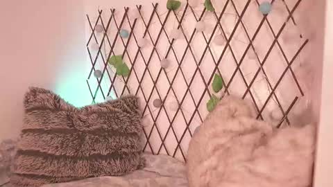 Noah Askew online show from November 28, 7:28 pm