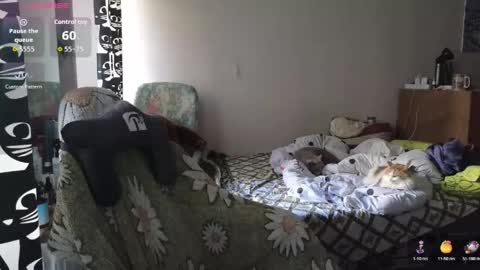 ozalin online show from March 11, 10:30 am