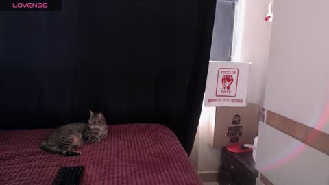 cintya kors online show from November 18, 2:40 pm