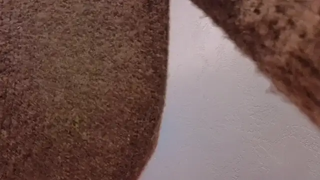 Dorothy Meyer online show from November 5, 5:12 am