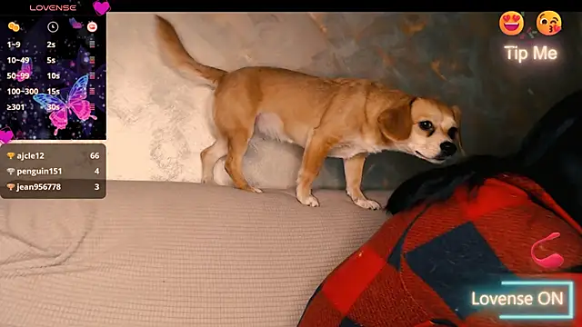 Perversdemlni online show from December 19, 7:17 pm