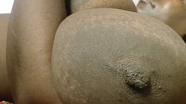 titi fiesta online show from April 8, 7:10 am