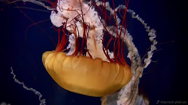 streamy test11 online show from October 13, 2:42 pm