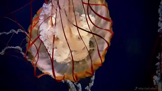 streamy test12 online show from October 6, 1:06 pm