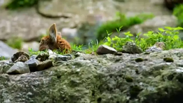 streamy test13 online show from March 30, 11:10 am