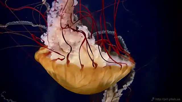 streamy test13 online show from September 9, 8:25 am