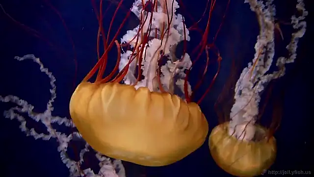 streamy test15 online show from March 31, 7:30 am