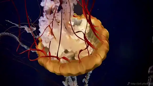 streamy test15 online show from April 22, 10:23 am