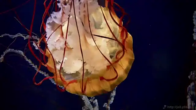 streamy test15 online show from April 24, 2:31 pm