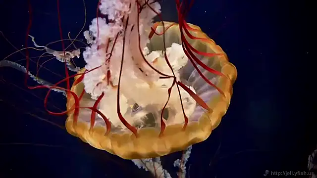 streamy test15 online show from March 5, 12:34 pm