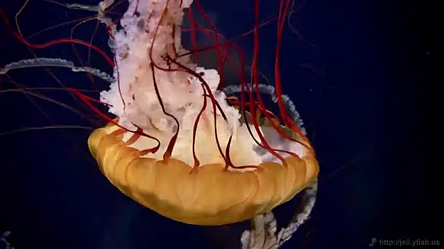 streamy test15 online show from April 28, 10:30 am