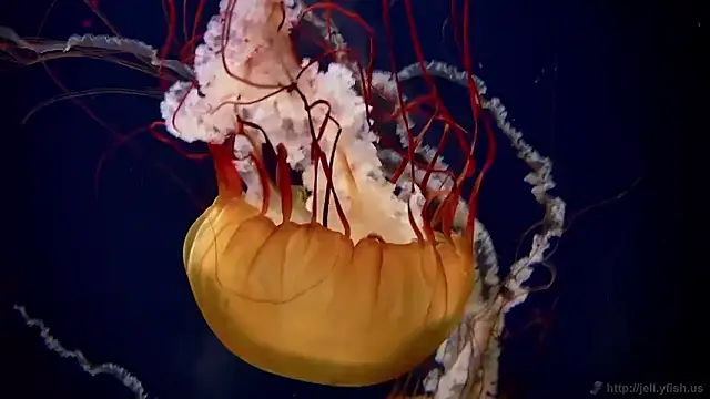 streamy test15 online show from October 27, 11:50 am