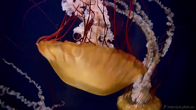 streamy test15 online show from March 23, 10:21 am