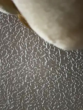 dulce celeste15 online show from November 15, 10:33 pm