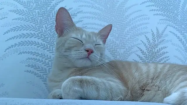 Siny Moore online show from February 18, 9:58 pm