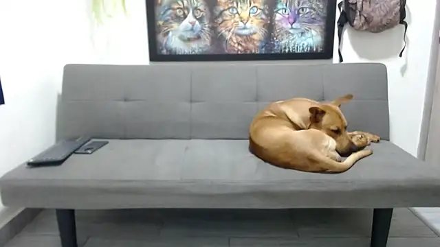 boss of cash online show from March 11, 5:00 am