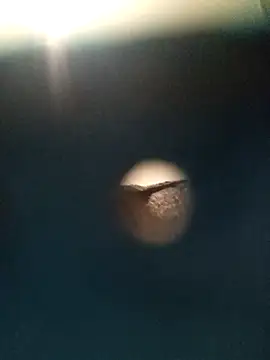 Sonya51561 online show from November 26, 2:51 pm