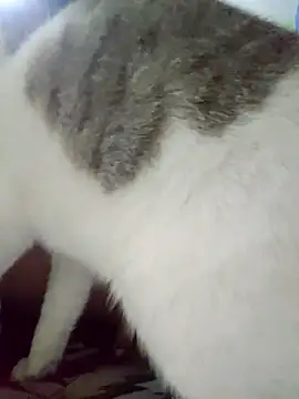 bitch-horny online show from February 17, 10:42 pm