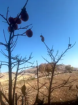 Manolya3434 online show from November 27, 10:51 am