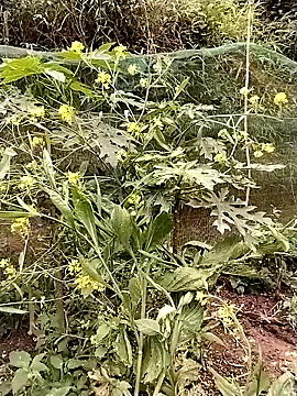 ngocbao11 online show from March 12, 6:49 am