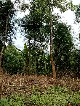 lyly sexx online show from March 10, 6:06 am