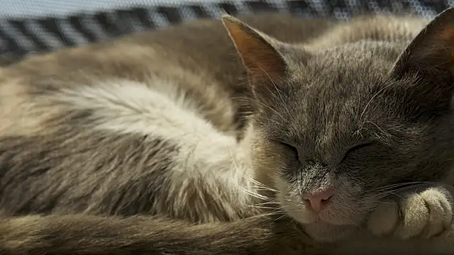 tattooed test online show from October 20, 6:49 am