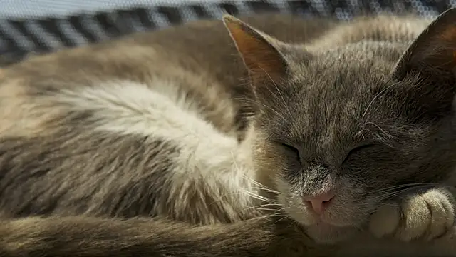 tattooed test online show from April 17, 2:19 pm